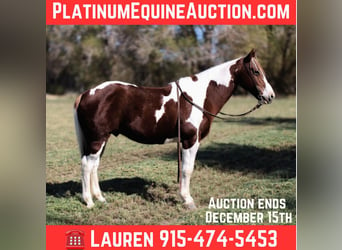 American Quarter Horse, Gelding, 10 years, 14 hh, Tobiano-all-colors