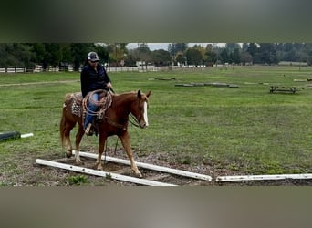 American Quarter Horse, Gelding, 10 years, 14,2 hh, Chestnut