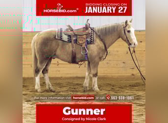 American Quarter Horse, Gelding, 10 years, 14,2 hh, Palomino