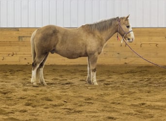 American Quarter Horse, Gelding, 10 years, 14,2 hh, Palomino