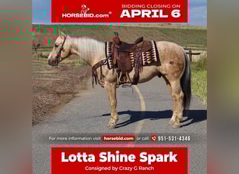 American Quarter Horse, Gelding, 10 years, 14,2 hh, Palomino