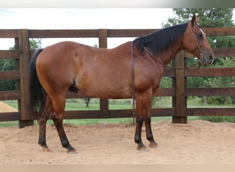 American Quarter Horse, Gelding, 10 years, 14,2 hh, Roan-Bay