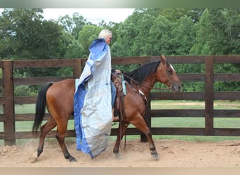 American Quarter Horse, Gelding, 10 years, 14,2 hh, Roan-Bay
