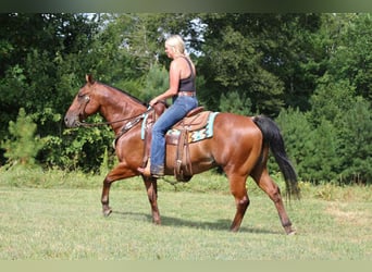 American Quarter Horse, Gelding, 10 years, 14,2 hh, Roan-Bay