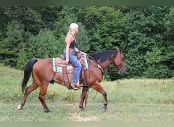 American Quarter Horse, Gelding, 10 years, 14,2 hh, Roan-Bay