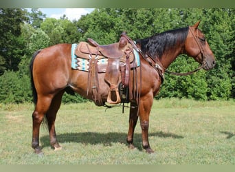 American Quarter Horse, Gelding, 10 years, 14,2 hh, Roan-Bay