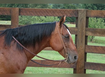 American Quarter Horse, Gelding, 10 years, 14,2 hh, Roan-Bay