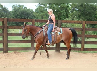 American Quarter Horse, Gelding, 10 years, 14,2 hh, Roan-Bay
