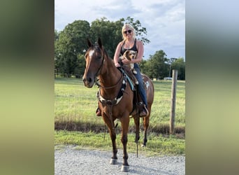 American Quarter Horse, Gelding, 10 years, 14,2 hh, Roan-Bay