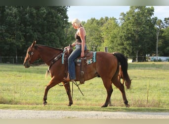 American Quarter Horse, Gelding, 10 years, 14,2 hh, Roan-Bay