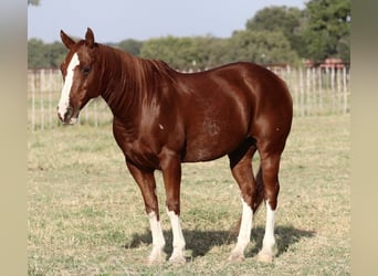 American Quarter Horse, Gelding, 10 years, 14,2 hh, Sorrel