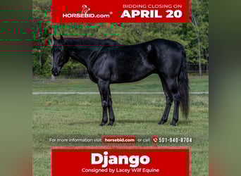 American Quarter Horse, Gelding, 10 years, 14,3 hh, Black