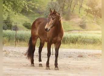 American Quarter Horse, Gelding, 10 years, 14,3 hh, Buckskin