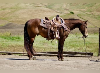 American Quarter Horse, Gelding, 10 years, 14,3 hh, Buckskin