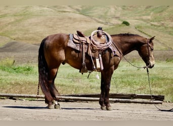 American Quarter Horse, Gelding, 10 years, 14,3 hh, Buckskin