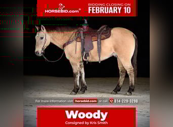 American Quarter Horse, Gelding, 10 years, 14,3 hh, Buckskin