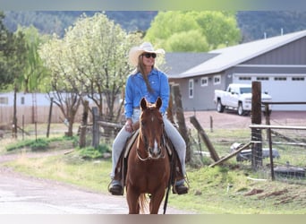 American Quarter Horse, Gelding, 10 years, 14,3 hh, Chestnut