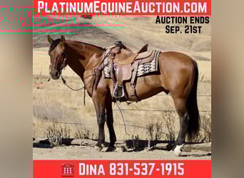 American Quarter Horse, Gelding, 10 years, 14,3 hh, Dun