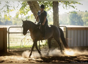 American Quarter Horse, Gelding, 10 years, 14,3 hh, Grullo