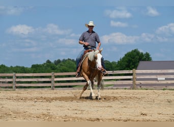 American Quarter Horse, Gelding, 10 years, 14,3 hh, Palomino