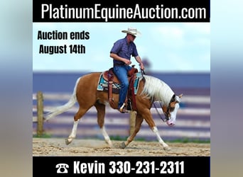 American Quarter Horse, Gelding, 10 years, 14,3 hh, Palomino