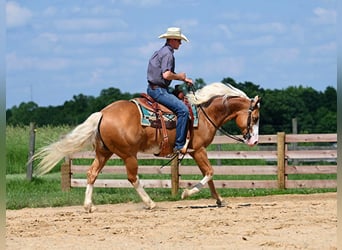 American Quarter Horse, Gelding, 10 years, 14,3 hh, Palomino