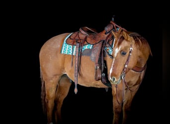 American Quarter Horse, Gelding, 10 years, 14,3 hh, Red Dun