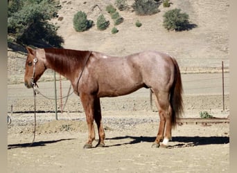 American Quarter Horse, Gelding, 10 years, 14,3 hh, Roan-Red