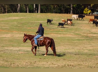 American Quarter Horse, Gelding, 10 years, 14,3 hh, Sorrel