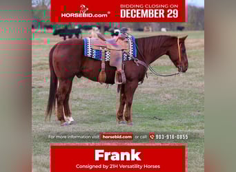 American Quarter Horse, Gelding, 10 years, 14,3 hh, Sorrel