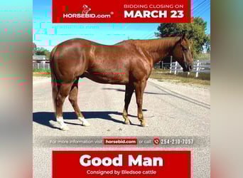 American Quarter Horse, Gelding, 10 years, 14,3 hh, Sorrel