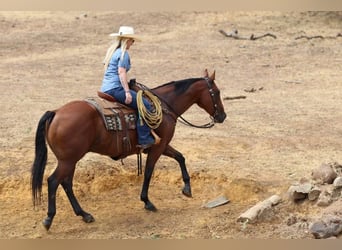 American Quarter Horse, Gelding, 10 years, 15.1 hh, Bay