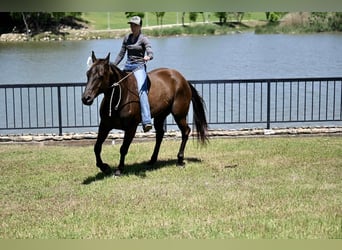 American Quarter Horse, Gelding, 10 years, 15.1 hh, Brown