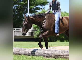 American Quarter Horse, Gelding, 10 years, 15.1 hh, Brown