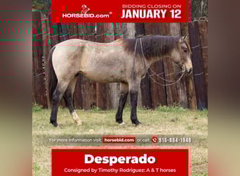 American Quarter Horse, Gelding, 10 years, 15.1 hh, Buckskin