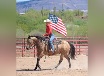 American Quarter Horse, Gelding, 10 years, 15,1 hh, Buckskin