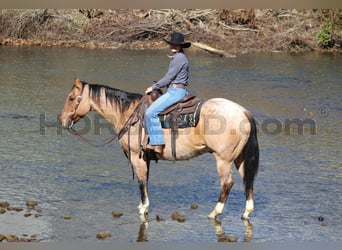 American Quarter Horse, Gelding, 10 years, 15,1 hh, Buckskin