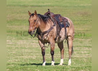 American Quarter Horse, Gelding, 10 years, 15,1 hh, Buckskin