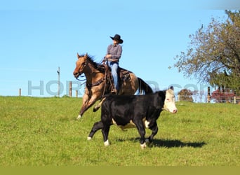 American Quarter Horse, Gelding, 10 years, 15,1 hh, Buckskin