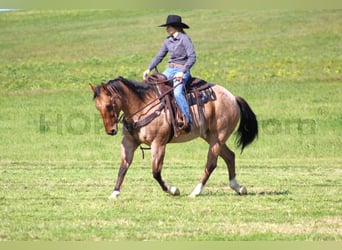 American Quarter Horse, Gelding, 10 years, 15,1 hh, Buckskin