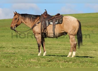 American Quarter Horse, Gelding, 10 years, 15,1 hh, Buckskin