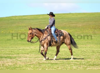 American Quarter Horse, Gelding, 10 years, 15,1 hh, Buckskin