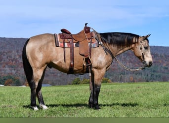 American Quarter Horse, Wallach, 10 Jahre, 15,1 hh, Buckskin