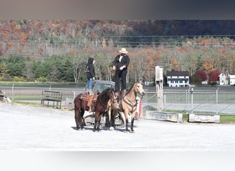 American Quarter Horse, Gelding, 10 years, 15,1 hh, Buckskin