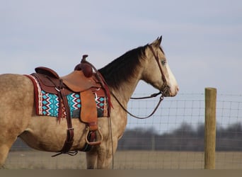 American Quarter Horse, Gelding, 10 years, 15.1 hh, Buckskin
