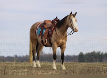 American Quarter Horse, Gelding, 10 years, 15.1 hh, Buckskin