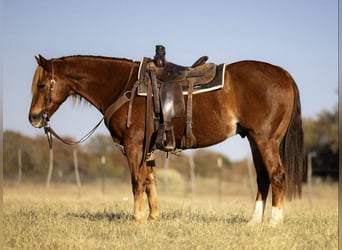 American Quarter Horse, Gelding, 10 years, 15,1 hh, Chestnut