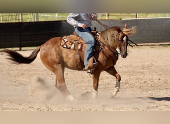 American Quarter Horse, Gelding, 10 years, 15,1 hh, Chestnut