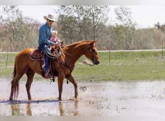 American Quarter Horse, Gelding, 10 years, 15,1 hh, Chestnut