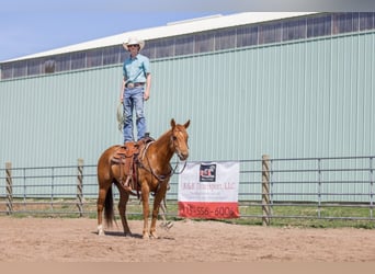 American Quarter Horse, Gelding, 10 years, 15,1 hh, Chestnut